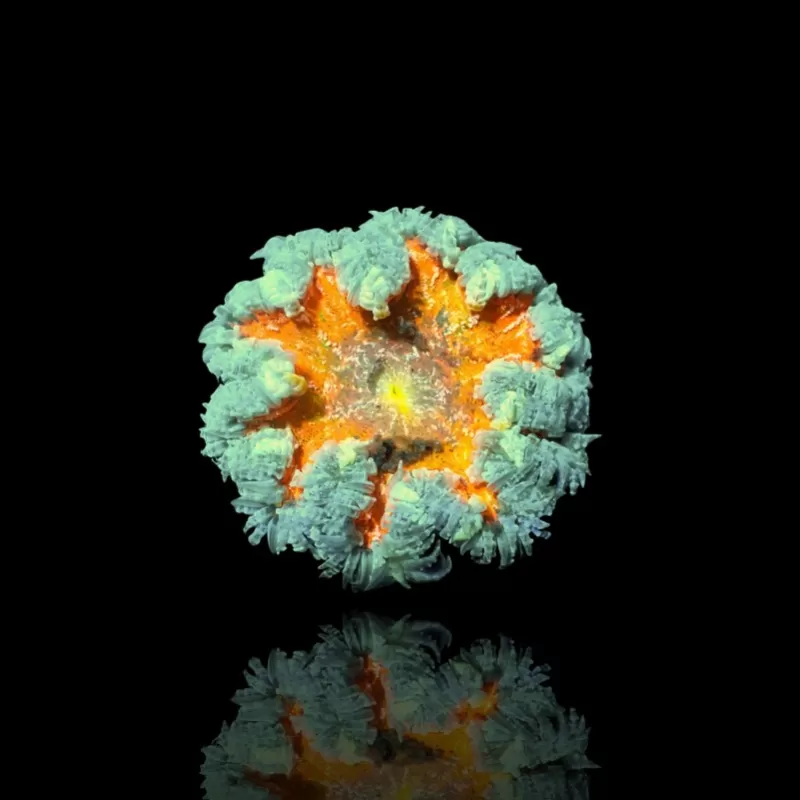 Epicystis crucifer grün mit orangefarbener Mitte Epicystis crucifer grün mit orangefarbener Mitte