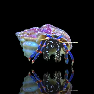 Clibanarius sp.