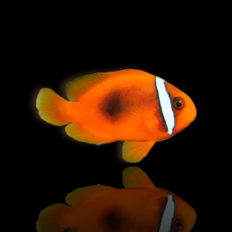 Amphiprion frenatus| Coralandfishstore.nl Amphiprion frenatus| Coralandfishstore.nl