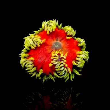 Epicystis crucifer green with red center kopen? Coralandfishstore.nl