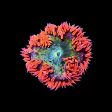 Epicystis crucifer red with green center