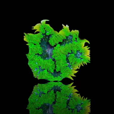 Epicystis crucifer vert