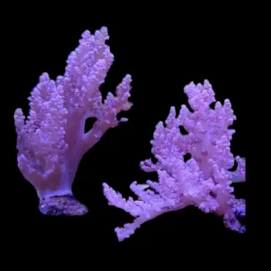 Lithophyton spp. Grade A