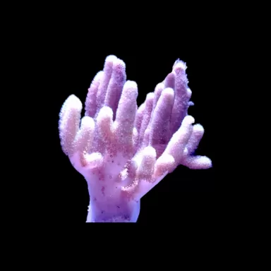 Sinularia asterolobata rosa grün