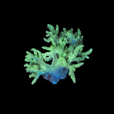 Arbre vert de Capnella kenia