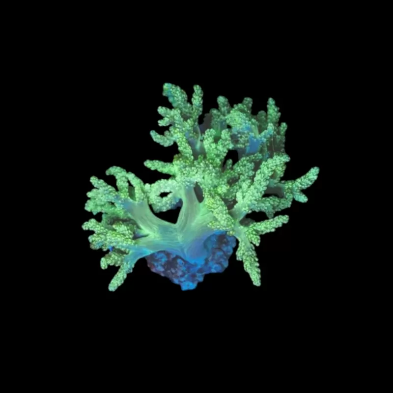 Arbre vert de Capnella Kenia