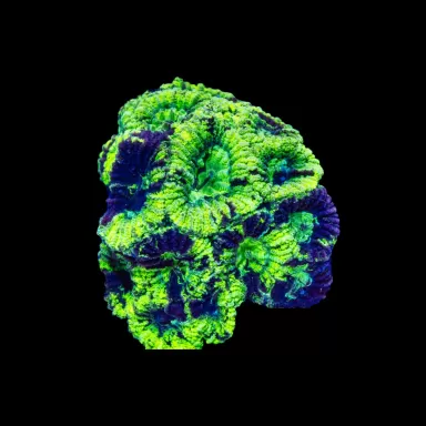 Favia ultra verte greffée Songeveer 2-3cm