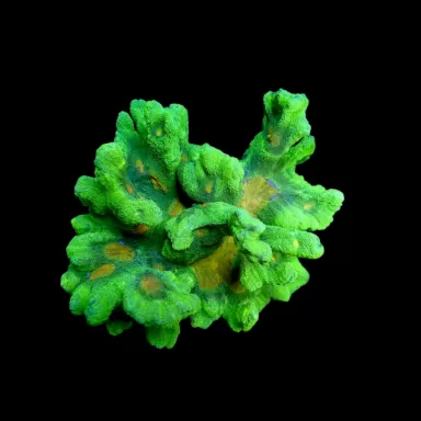 Pectinia Weltraum-Invasoren