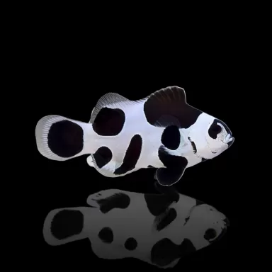 Amphiprion ocellaris Schwarzer Sturm