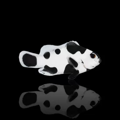 Möchten Sie Amphiprion ocellaris black storm kaufen? | Coralandfishstore.nl Möchten Sie Amphiprion ocellaris black storm kaufen? | Coralandfishstore.nl