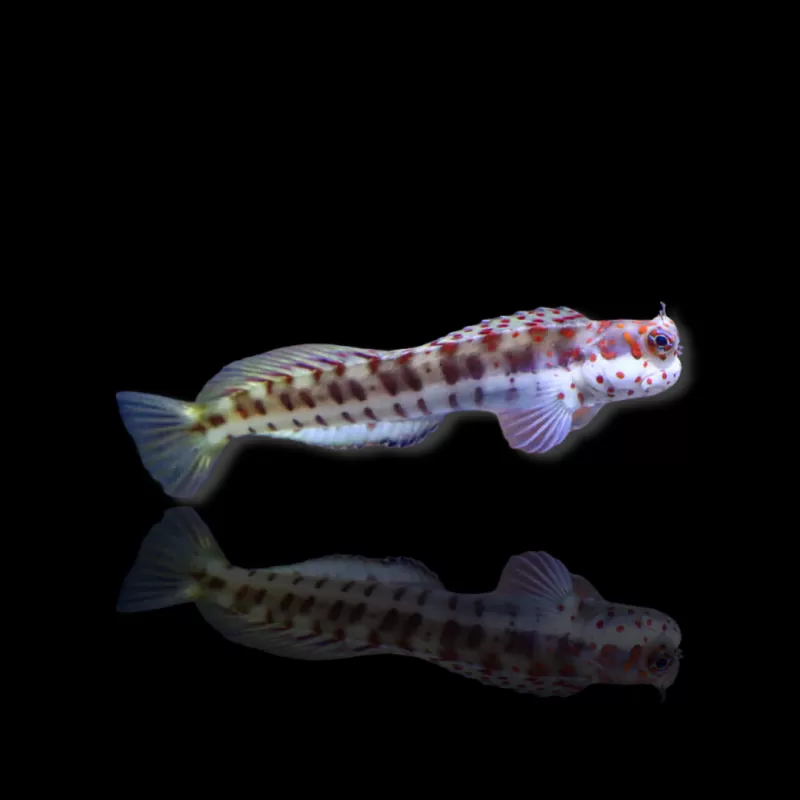 Möchten Sie Blenniella chrysospilos kaufen? Coralandfishstore.nl Möchten Sie Blenniella chrysospilos kaufen? Coralandfishstore.nl