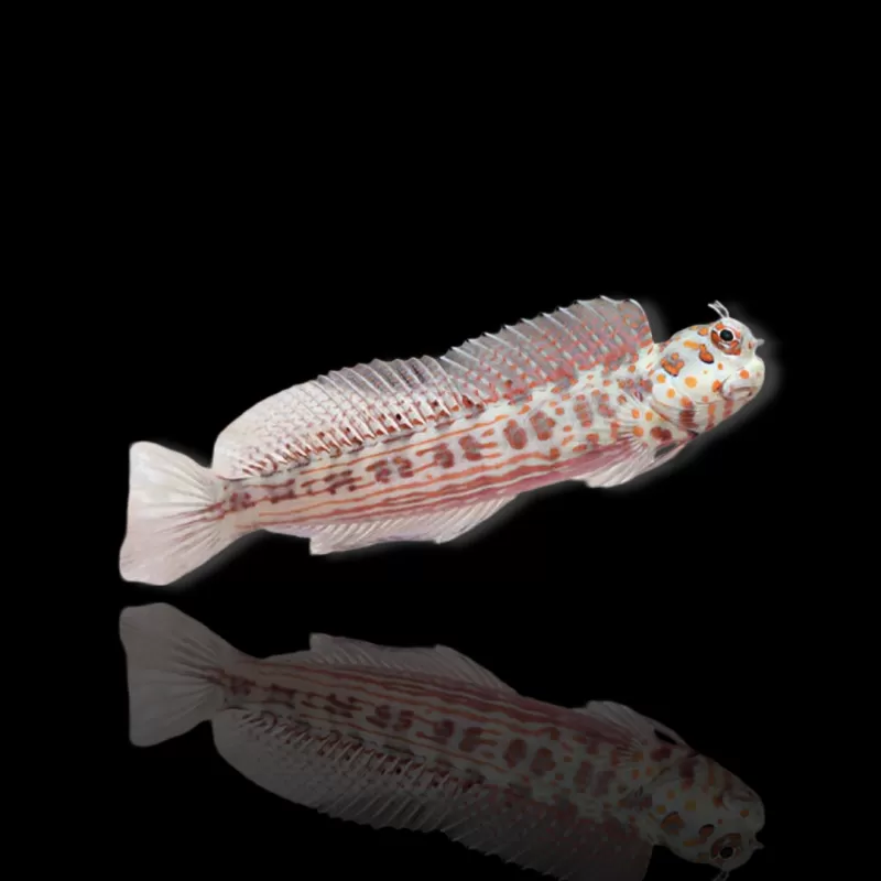 Möchten Sie Blenniella chrysospilos kaufen? Coralandfishstore.nl Möchten Sie Blenniella chrysospilos kaufen? Coralandfishstore.nl