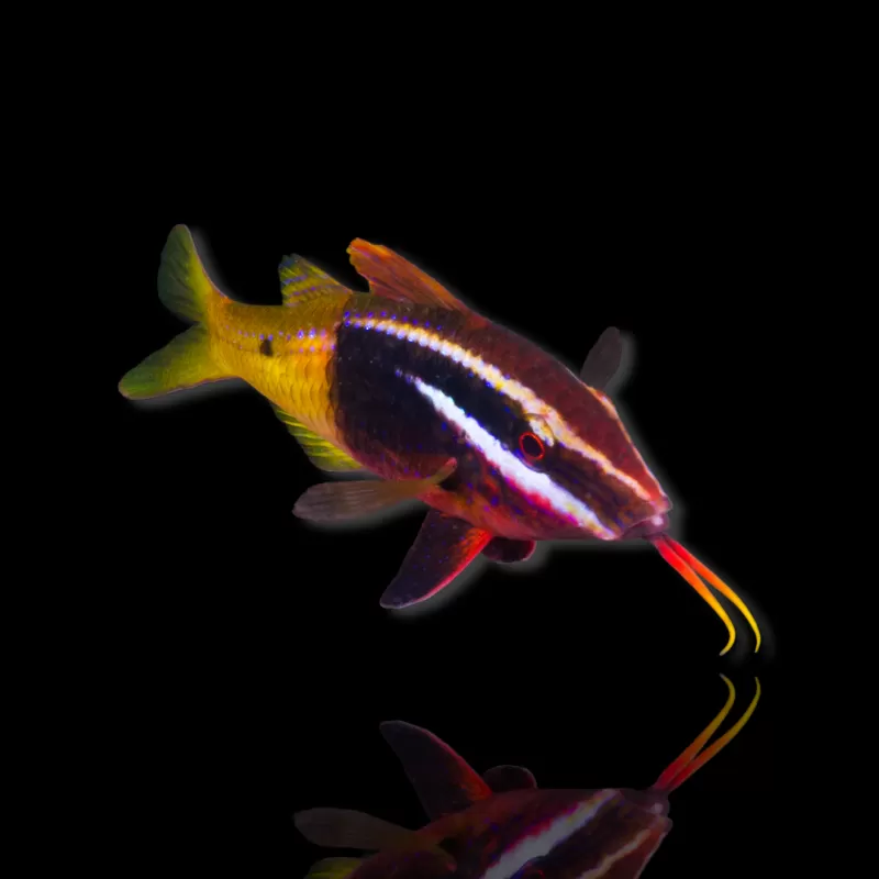 Möchten Sie Parupeneus Barberinoides kaufen? | Coralandfishstore.nl Möchten Sie Parupeneus Barberinoides kaufen? | Coralandfishstore.nl