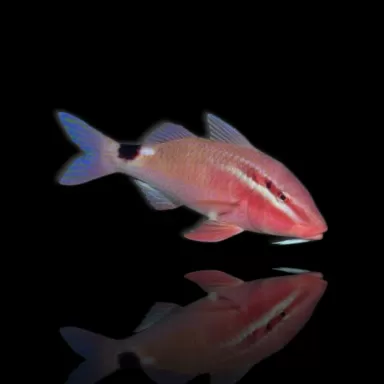 Parupeneus Rubescens kopen? | Coralandfishstore.nl