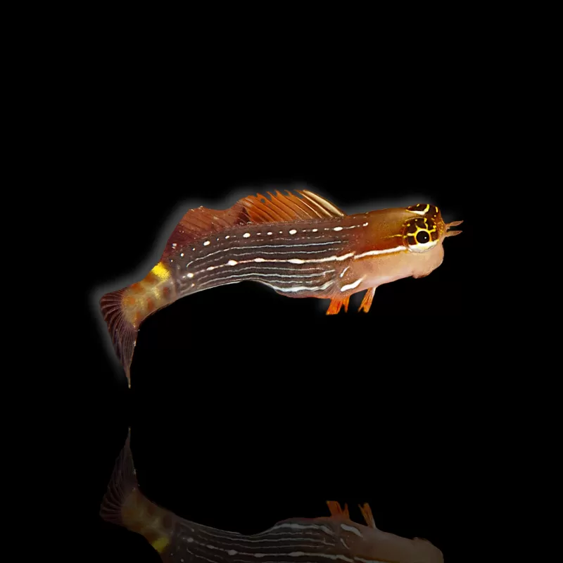 Ecsenius pictus kaufen? | Coralandfishstore.nl Ecsenius pictus kaufen? | Coralandfishstore.nl