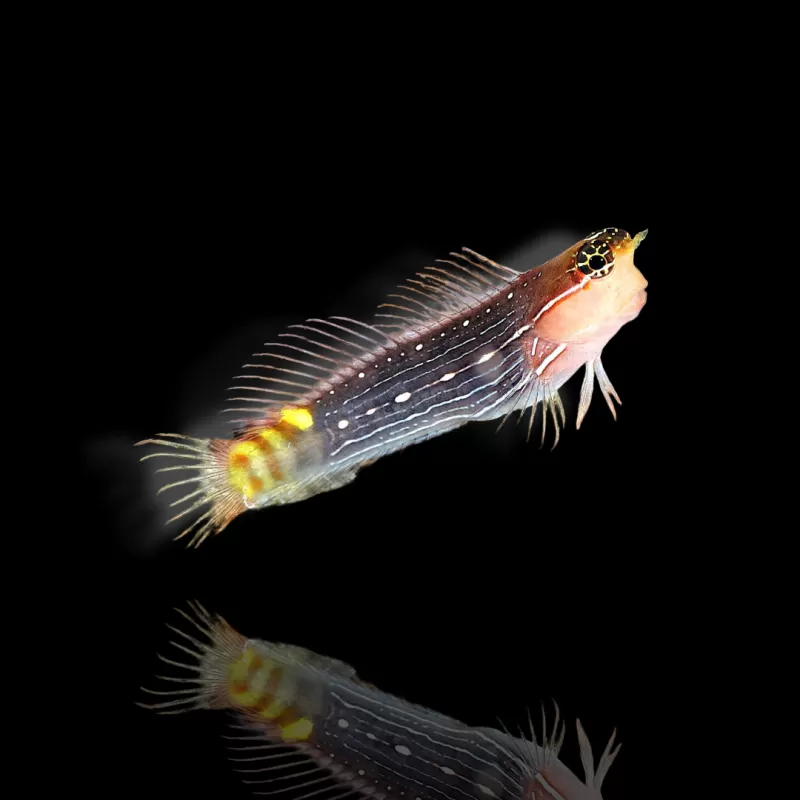 Ecsenius pictus kaufen? | Coralandfishstore.nl Ecsenius pictus kaufen? | Coralandfishstore.nl