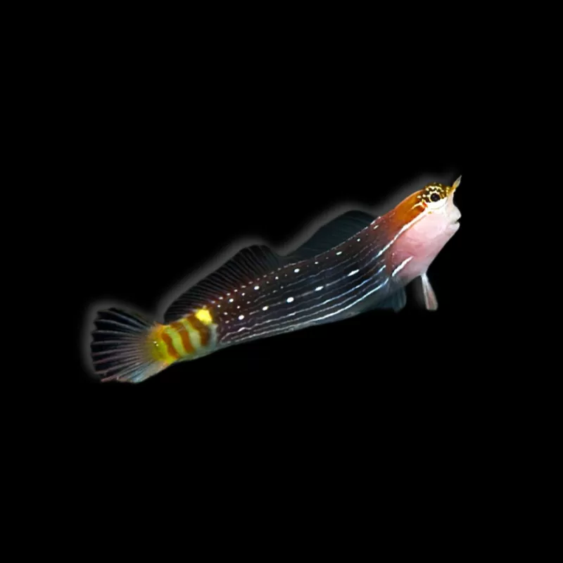 Ecsenius pictus kaufen? | Coralandfishstore.nl Ecsenius pictus kaufen? | Coralandfishstore.nl