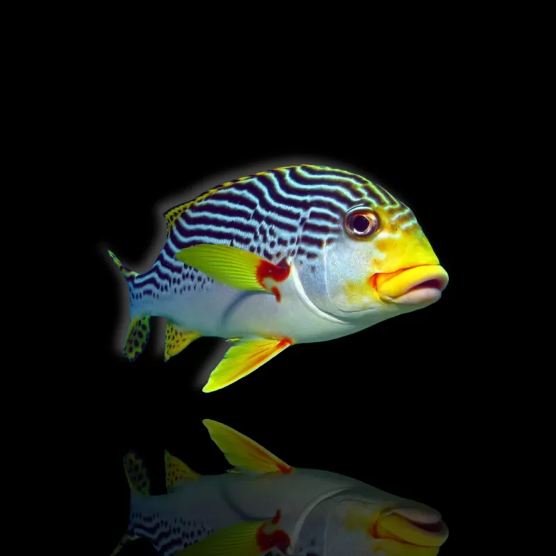 Möchten Sie Plectorhinchus lineatus kaufen? | Coralandfishstore.nl Möchten Sie Plectorhinchus lineatus kaufen? | Coralandfishstore.nl