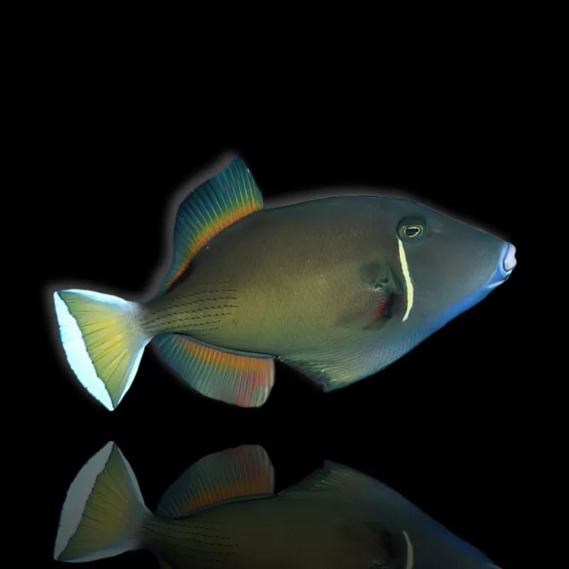 Möchten Sie Sufflamen chrysopterus kaufen? | Coralandfishstore.nl Möchten Sie Sufflamen chrysopterus kaufen? | Coralandfishstore.nl