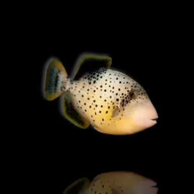 Möchten Sie Rhinecanthus flavimarginatus kaufen? | Coralandfishstore.nl