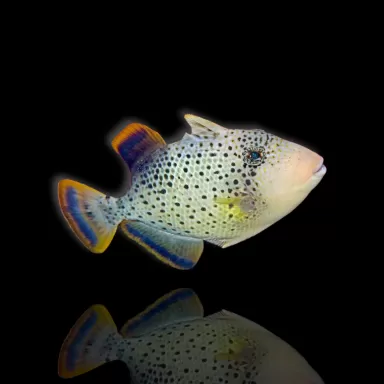 Möchten Sie Rhinecanthus flavimarginatus kaufen? | Coralandfishstore.nl