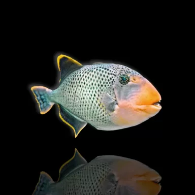 Möchten Sie Rhinecanthus flavimarginatus kaufen? | Coralandfishstore.nl