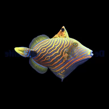 Möchten Sie Balistapus undulatus kaufen? | Coralandfishstore.nl