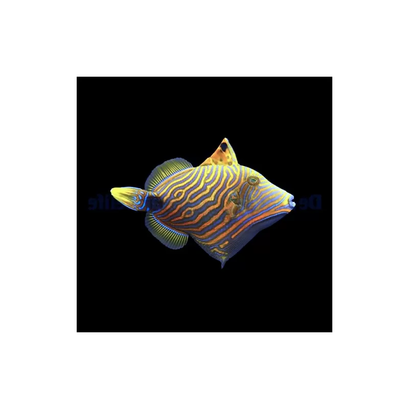 Möchten Sie Balistapus undulatus kaufen? | Coralandfishstore.nl Möchten Sie Balistapus undulatus kaufen? | Coralandfishstore.nl