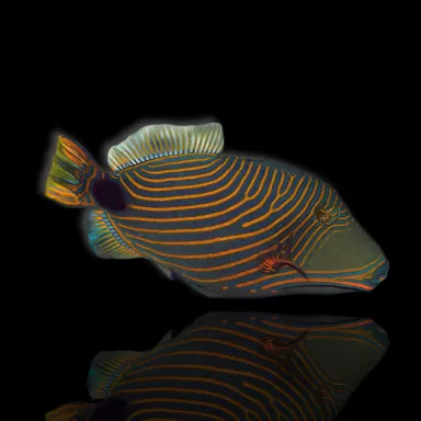 Möchten Sie Balistapus undulatus kaufen? | Coralandfishstore.nl