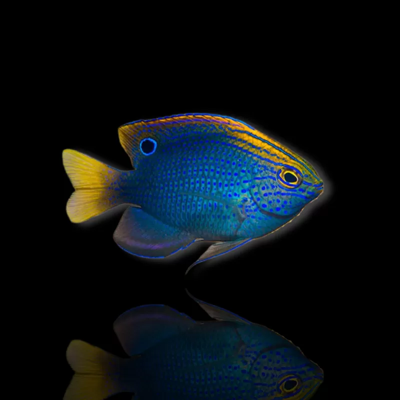 Möchten Sie Pomacentrus vaiuli kaufen? | Coralandfishstore.nl Möchten Sie Pomacentrus vaiuli kaufen? | Coralandfishstore.nl