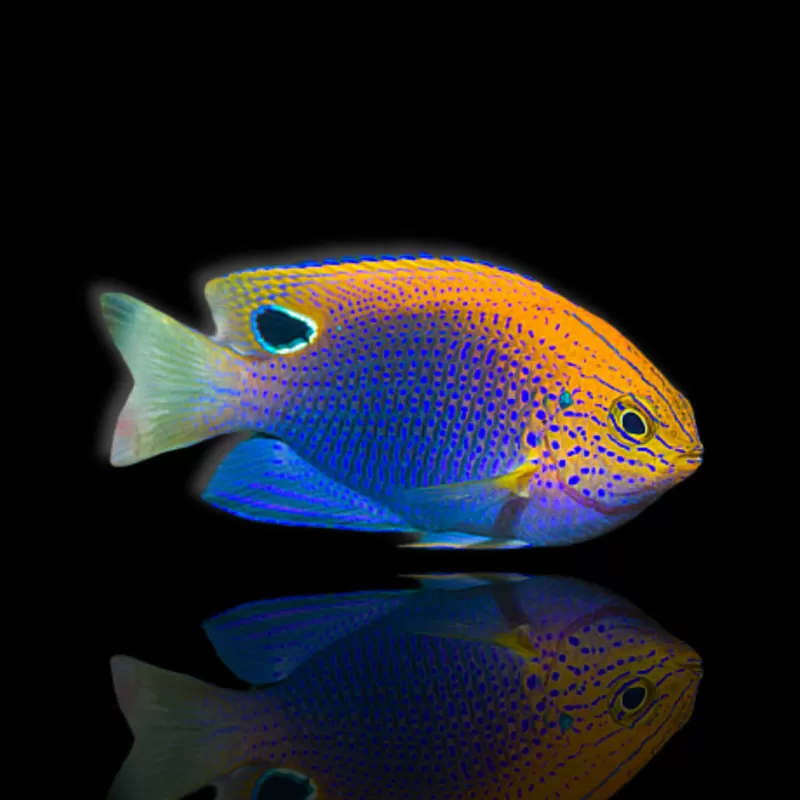 Möchten Sie Pomacentrus vaiuli kaufen? | Coralandfishstore.nl Möchten Sie Pomacentrus vaiuli kaufen? | Coralandfishstore.nl