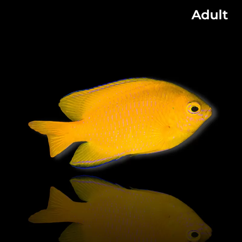 Möchten Sie Pomacentrus moluccensis kaufen? | Coralandfishstore.nl Möchten Sie Pomacentrus moluccensis kaufen? | Coralandfishstore.nl