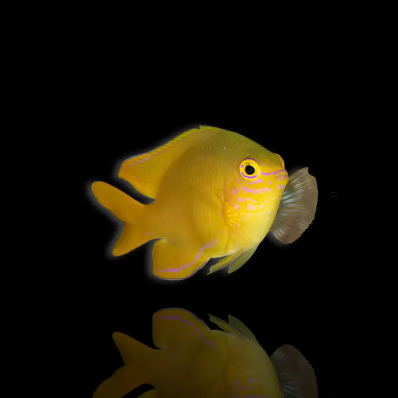 Möchten Sie Pomacentrus moluccensis kaufen? | Coralandfishstore.nl Möchten Sie Pomacentrus moluccensis kaufen? | Coralandfishstore.nl