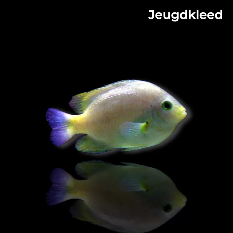 Möchten Sie Pomacentrus moluccensis kaufen? | Coralandfishstore.nl Möchten Sie Pomacentrus moluccensis kaufen? | Coralandfishstore.nl