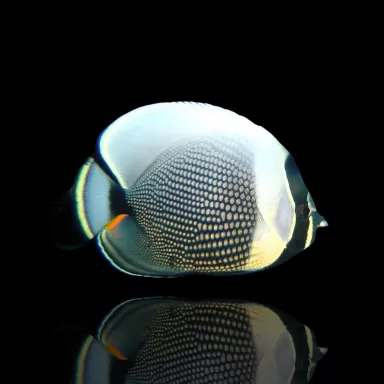 Möchten Sie Chaetodon reticulatus kaufen? | Coralandfishstore.nl