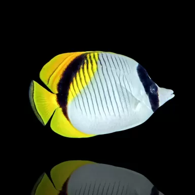 Möchten Sie Chaetodon lineolatus kaufen? | Coralandfishstore.nl