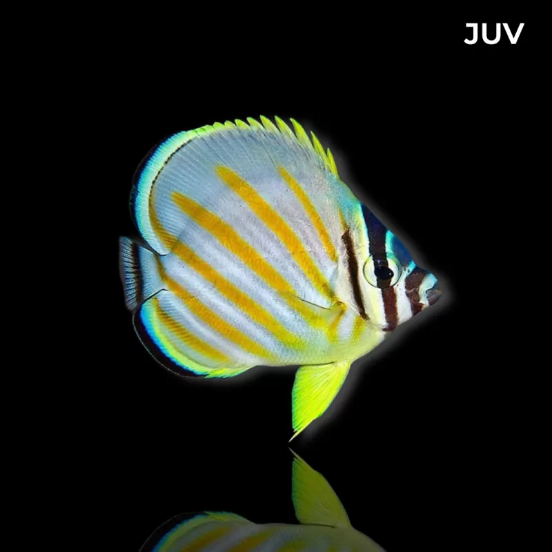 Möchten Sie Chaetodon ornatissimus kaufen? | Coralandfishstore.nl Möchten Sie Chaetodon ornatissimus kaufen? | Coralandfishstore.nl