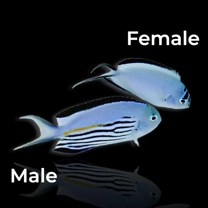 Genicanthus Watanabei Männchen kaufen? | Coralandfishstore.nl Genicanthus Watanabei Männchen kaufen? | Coralandfishstore.nl