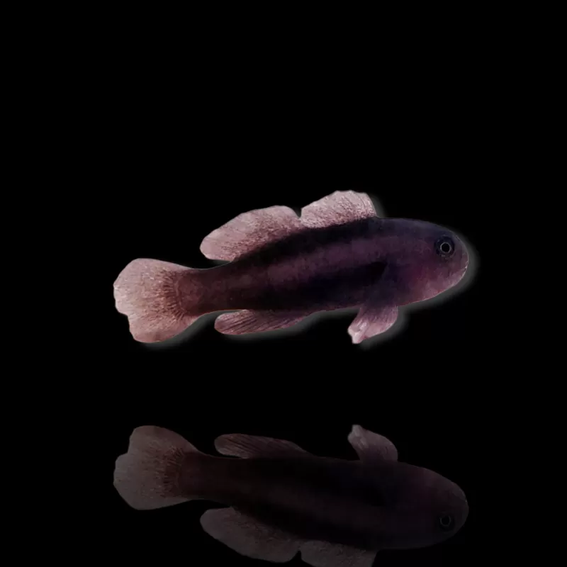 Möchten Sie Gobiodon Acicularis kaufen? | Coralandfishstore.nl Möchten Sie Gobiodon Acicularis kaufen? | Coralandfishstore.nl