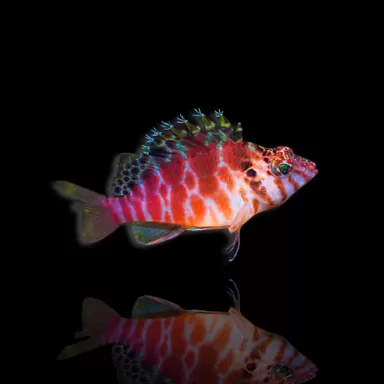 Cirrhitichthys aprinus – Korallenkletterer kaufen? | Coralandfishstore.nl