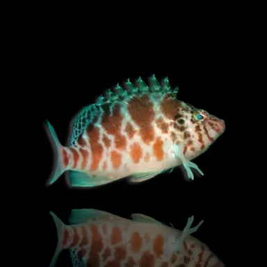 Cirrhitichthys aprinus – Korallenkletterer kaufen? | Coralandfishstore.nl