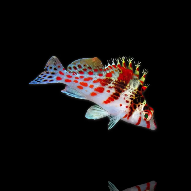 Cirrhitichthys Falco| Coralandfishstore.nl Cirrhitichthys Falco| Coralandfishstore.nl
