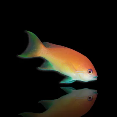 Pseudanthias Luzonensis