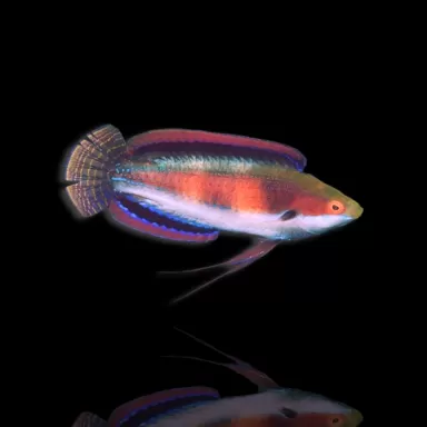 Cirrhilabrus katherine