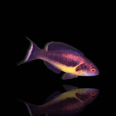 Möchten Sie Cirrhilabrus brunneus kaufen? | Coralandfishstore.nl