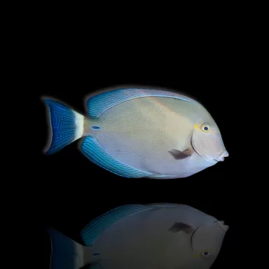 Möchten Sie Acanthurus blochii kaufen? | Coralandfishstore.nl