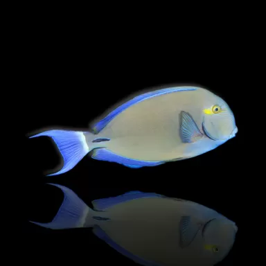 Möchten Sie Acanthurus blochii kaufen? | Coralandfishstore.nl
