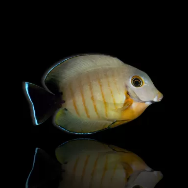 Möchten Sie Acanthurus tristis kaufen? | Coralandfishstore.nl