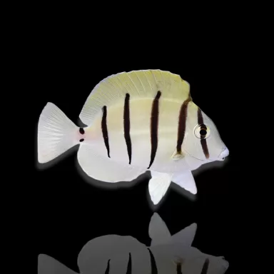 Möchten Sie Acanthurus triostegus kaufen? | Coralandfishstore.nl