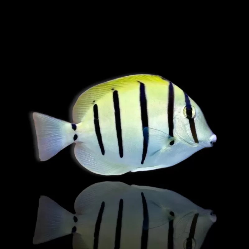 Möchten Sie Acanthurus triostegus kaufen? | Coralandfishstore.nl Möchten Sie Acanthurus triostegus kaufen? | Coralandfishstore.nl